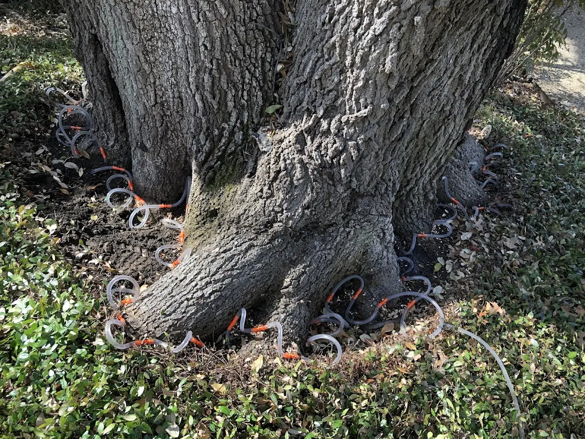Detailed Tree Cabling and Bracing job site in Mecca