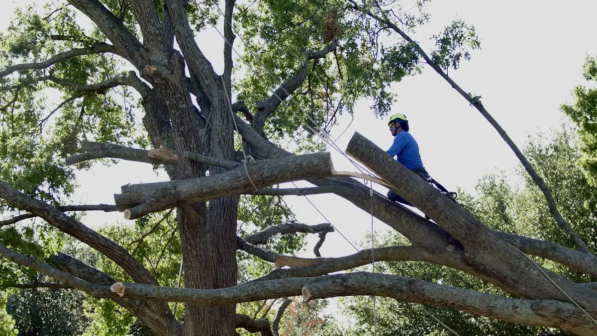 Professional Crown Thinning performed by certified arborists in Mecca